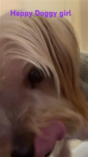 Pancake The Australian #silkyterrier