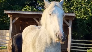 118K views · 8.4K reactions | There's exciting news at Cannon Hall Farm as we welcome a brand new Shire horse. Please extend a warm welcome to Brooke - and hear all about her farmy relatives, and our plans for the future. We are so proud to be a registered with The Shire Horse Society to help protect the numbers of this amazing breed. | Cannon Hall Farm | Facebook