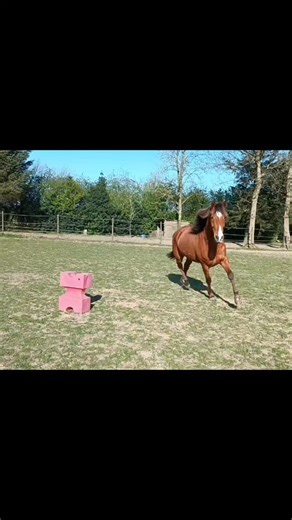 Quand ton cheval a parfaitement compris l exercice du jour ✨ Je lui donne l'indication "autour" pour qu'il puisse faire la différence plus facilement entre réaliser un 8 autour des plots et réaliser des cercles decentres autour des plots. Cela évite trop de confusion pour lui qui pourrait générer un stress inutile ou de la démotivation. #travailapieds #equitationethologique #travailapiedscheval #tutocheval #travailenliberte #equitationrespectueuse | Equus'Win
