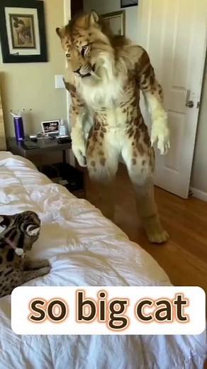 Big cat #pet #cute #smart #tiger | Big Cat