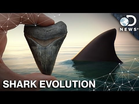 How Did Sharks Survive 5 Mass Extinctions?