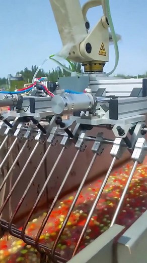 Robotic Food Sorting Machine in Action