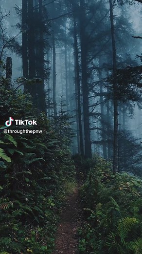 Oregon Forest Vibes: Exploring the Pacific Northwest Wonderland