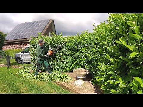 Trimming a laurel Hedge