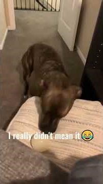 Dogs Go Wild for Balls! Hilarious Dog Reactions You Can’t Miss 🐶🎾