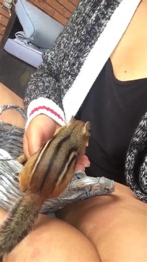 Chipmunk trusts me and let's me pet.him. Adorable chipmunk comes out in the rain for some peanuts 🥜 | Cheekychipes