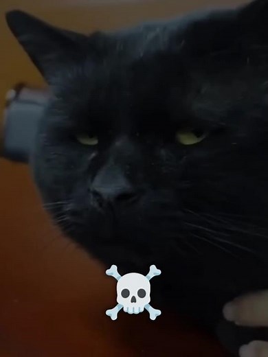 ANGRY CAT MEME COMPILATION 😾 | TikTok Highlights – Part 1