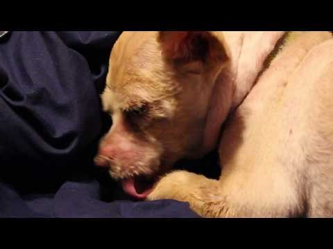 Dog Cleaning Itself / Self Grooming - ASMR | Soothing - Relaxing