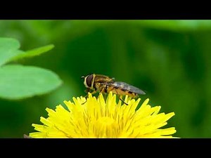 Hoverfly (Syrphidae) on spring plants / Wildlife Macro / Insects behavior / Diversity of Nature