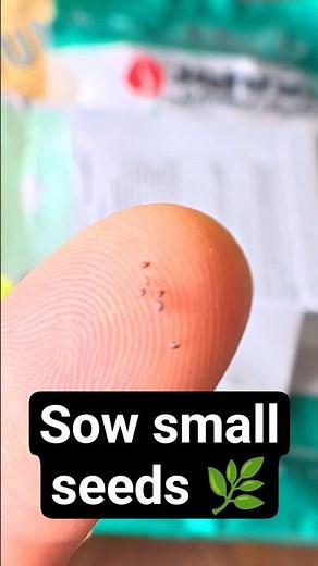 Oregano Seed Starting How to Sow Tiny Seeds