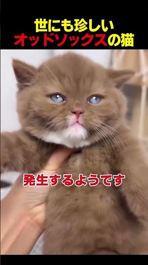 10万再生🐾0.00023%の奇跡 #猫 #動物 #癒し #可愛い