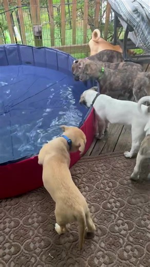 Perfect day for a baby pool puppy intro. We still have lots of pups not spoke. For so get your apps in now. https://www.mastiffstomutts.org/animals/browse | Mastiffs to Mutts Rescue