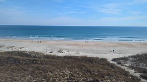 Look now the dolphins 🐬 are playing! | Shell Island Resort