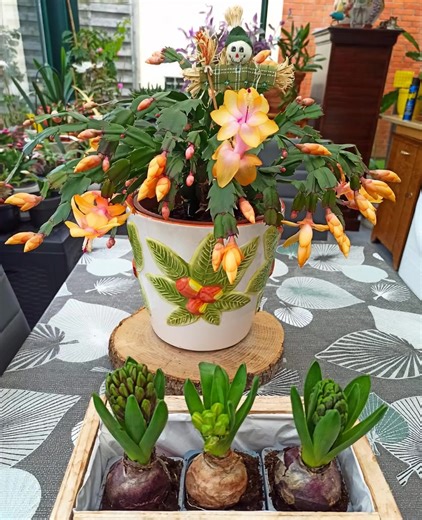 7.2K views · 34 reactions | How to Get Your Christmas Cactus to Bloom More Than Once Each Year | GreenLife Guides | Facebook