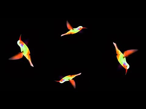 Holograms: jellyfish, butterfly, fireworks, bird