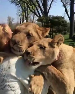 217K views · 4.7K reactions | Big cats want all the hugs and cuddles!  Credit: JukinVideo | VideOasis | Facebook