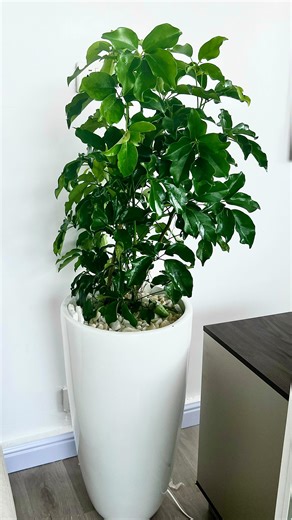 Plant Shop | Lagos on Instagram: "One of our favourite projects 💚. We had the pleasure of transforming our client’s wellness clinic with natural plants🌱 . The indoor artificial plants were replaced with air-purifying natural plants, which better supports their wellness goals and a healthier environment for their customers. We’re very grateful to the management for the trust and opportunity. Ready to transform your space with natural plants this year? Then send us a message. Client- Whiten Ligh