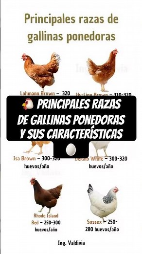 🐔 Main breeds of laying hens and their characteristics 🥚