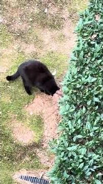 Cat catching a snake 1