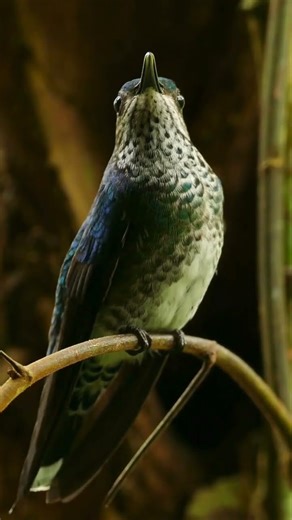 Stunning Hummingbirds: Nature’s Tiny Masterpieces in Flight #shorts #hummingbird #birds #birdslovers
