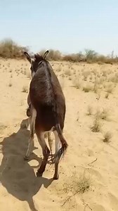 12K views · 132 reactions | #archaeologistalienmummy #historyfactscl #Fall2024Trends #archaeoloynews #AncientDiscoveries #romanempire #AlienMummy #romanbritain #archaeological #heritage #viralchallenge #virareels #reelschallenge #reelschallengereelschallenge #reelsfypシ #reelsfacebook #reelsviralシ #reelkarofeelkaro #faceebookreel #facebookreelsviral #FacebookReelsContest #hen #reelsviralfb | Amazing design | Facebook