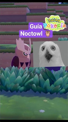How to get Noctowl 🦉? | Pokémon Pokopia