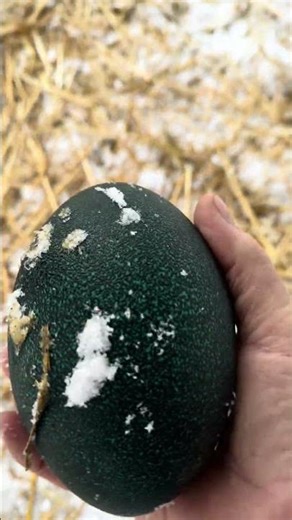 Finding a Dino egg in the snow! Larry emu is the queen of giant eggs! See my channel for more Larry