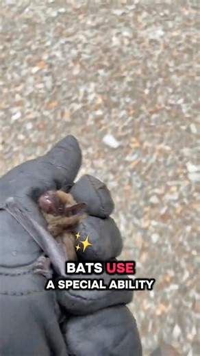 How Does A Bat Fly in Total Darkness?!