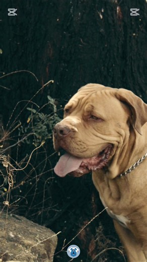  We Train… BOERBOELS!  Big hearts. Big heads. BIG power!...