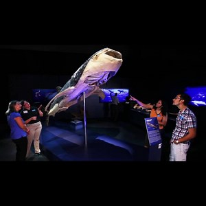 220K views · 1.1K reactions | Launching in London from 20th of July, this unique exhibition offers eye-opening insight into the science and anatomy of sea creatures.  Book tickets (20% Off)➡️ https://goo.gl/zpbm9S  Use code 'EARLYBIRD20' to get 20% Off  | Sea Creatures Tour | Facebook