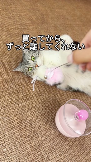 猫おもちゃ｜ふわふわ動く人気の室内遊びグッズ