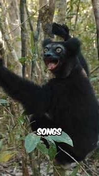 5 Wild Animals Born With Unbelievable Musical Skills #Animals #AnimalFacts