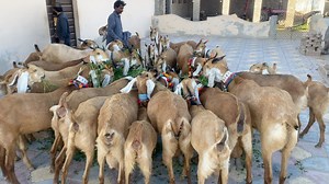 Pure jattan Goat Breed of Sardar ali Shah | Nagra Farm