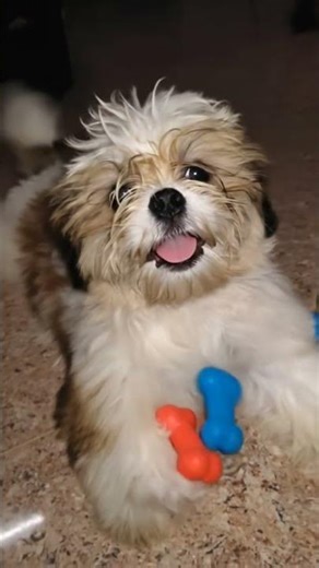 playful toys #shitzu #puppy #shiro #trending #cute #shihtzus