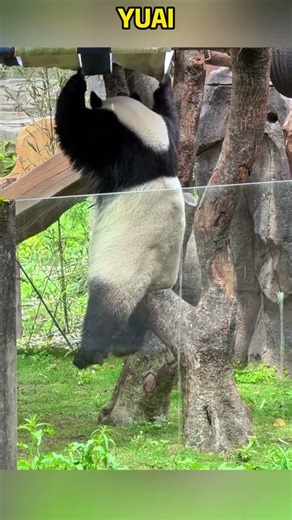 爱姐从绷带上掉下来，精准的坐树杈上了 #panda #redpanda夕消 #cute #redpanda夕消 #上野パンダ #animals #cutepanda #pets #funny #萌宠