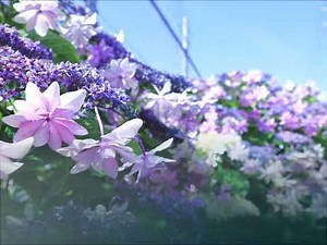 「夏をあきらめて」 Ms OOJA