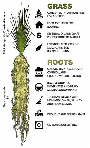 What is Vetiver Grass? - The Vetiver Network West Indies