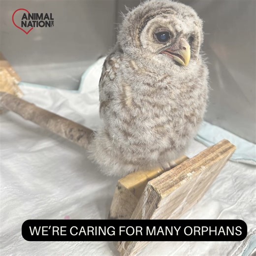 2.3K views · 31 reactions | Animal Nation’s Wildlife Rehabilitation...