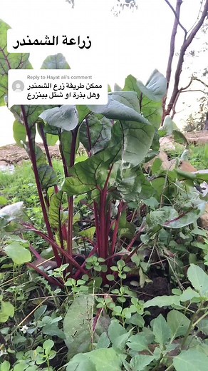 How to Plant and Grow Beets: A Comprehensive Guide