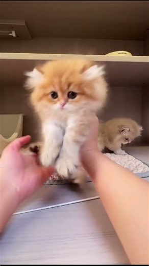 Heartwarming Playtime with Adorable Kittens! #Shorts