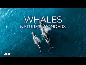 🐋 Whales of the Ocean in 4K 🌊 | Dreamlike Drone Journey 🌅 | Nature’s Wonders 🌿
