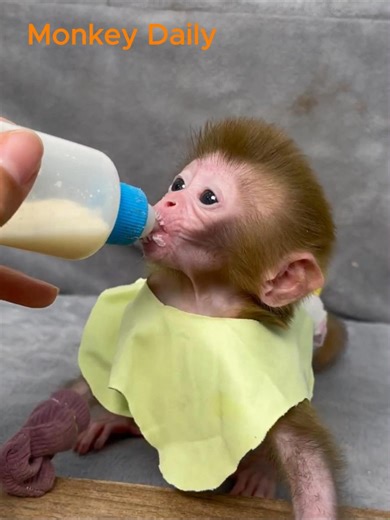 Effective practice to keep baby monkey clean