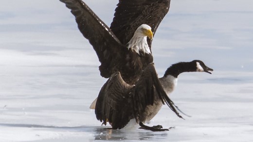 P.E.I. photographer captures defiant standoff between Canada goose and bald eagle
