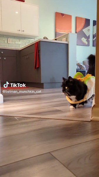 Batman The Munchkin Cat on TikTok