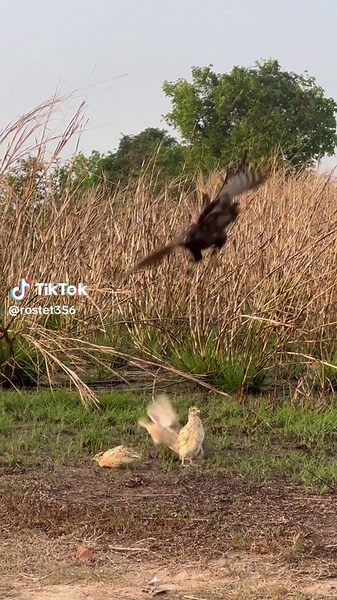 Hawk Eagle Hunting Techniques in Nature