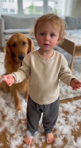 The pillow exploded and the dog is a hero. I have some doubts... #viral #shorts #baby #funny