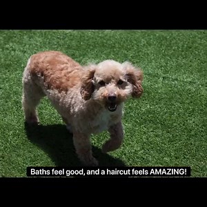 54K views · 2.7K reactions | Two Poodle girls, Buttercup and Bon Bon came to us in pretty dirty and matted condition, as well as being fairly shy. But the transformation they’ve made is a beautiful thing! Watch as they are cleaned up and really begin to come out of their shell. And great news! BOTH GIRLS HAVE BEEN SELECTED FOR ADOPTION and are awaiting their spay surgeries so they can go home! Congratulations, sweet girls! We’re so happy for you. | National Mill Dog Rescue | Facebook