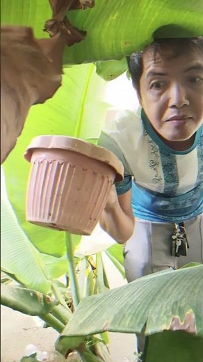 Magugulatin - Akala ko ba matatapang sila #fypシ゚viral #funny #comedy #memes #humor #farming