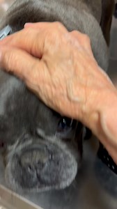 It's All About The Animals, Inc. on Reels