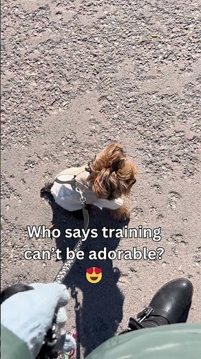 SIT command Advanced with a Teacup Yorkie